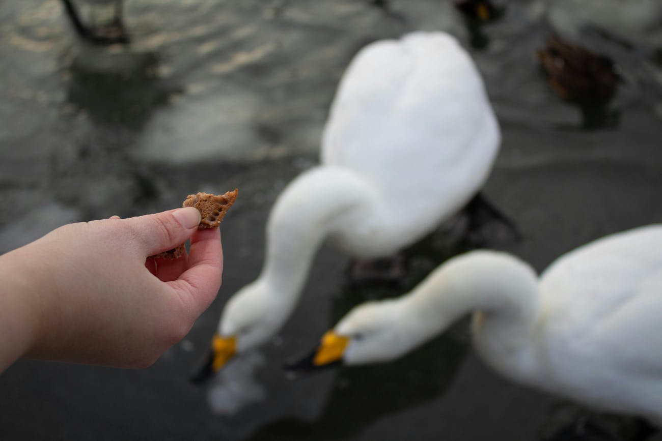 Hand gives two swans a piece of food